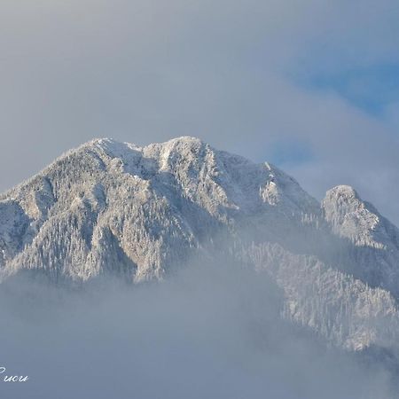 Pensiunea 3 Brazi Zărneşti Exteriör bild